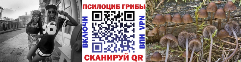 гидра tor  Шагонар  Псилоцибиновые грибы Cubensis 